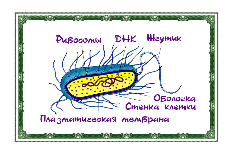 Бактерии и их виды